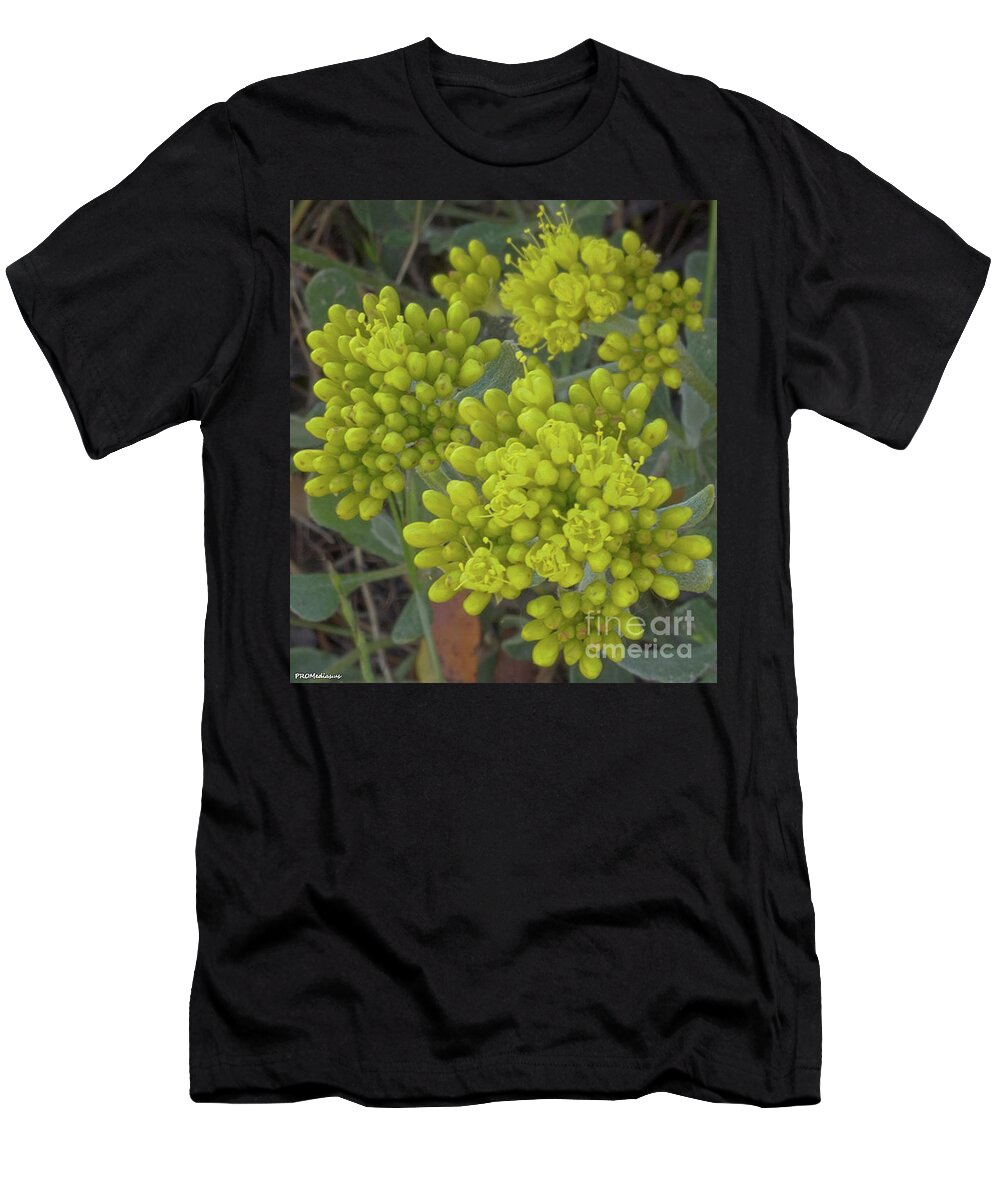 Eriogonum Incanum T-Shirt featuring the photograph wild buckwheat, El Dorado National Forest, California, U. S. A. by PROMedias US
