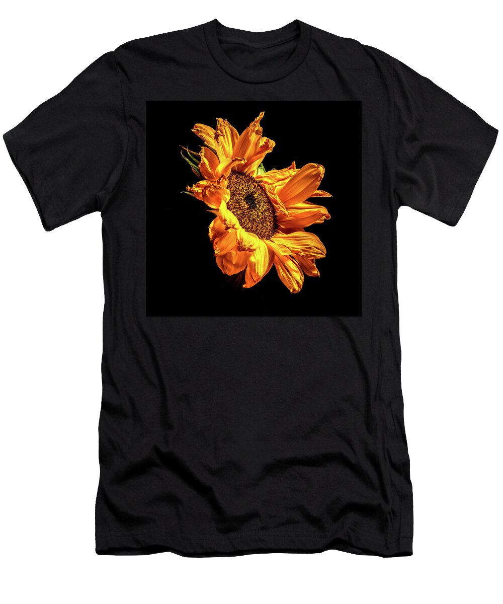Black Background T-Shirt featuring the photograph Wilting Sunflower #2 by Kevin Suttlehan