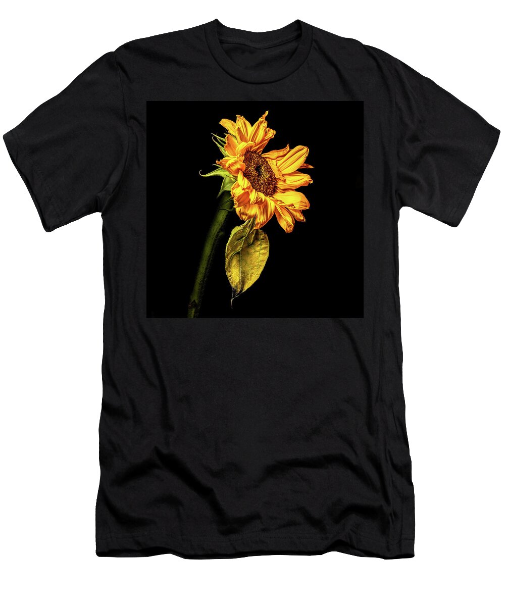 Black Background T-Shirt featuring the photograph Wilting Sunflower #3 by Kevin Suttlehan