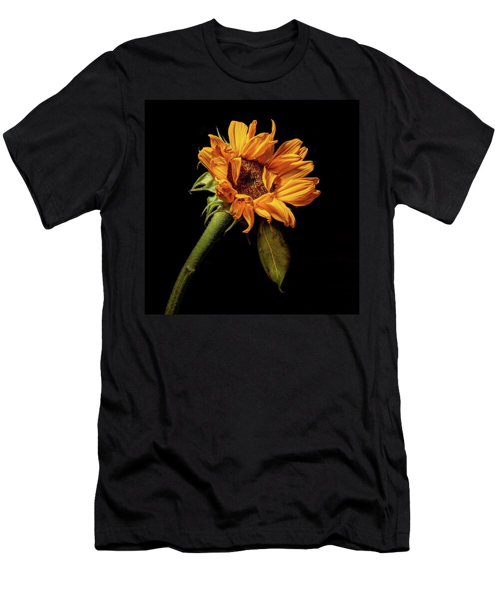 Black Background T-Shirt featuring the photograph Wilting Sunflower #4 by Kevin Suttlehan