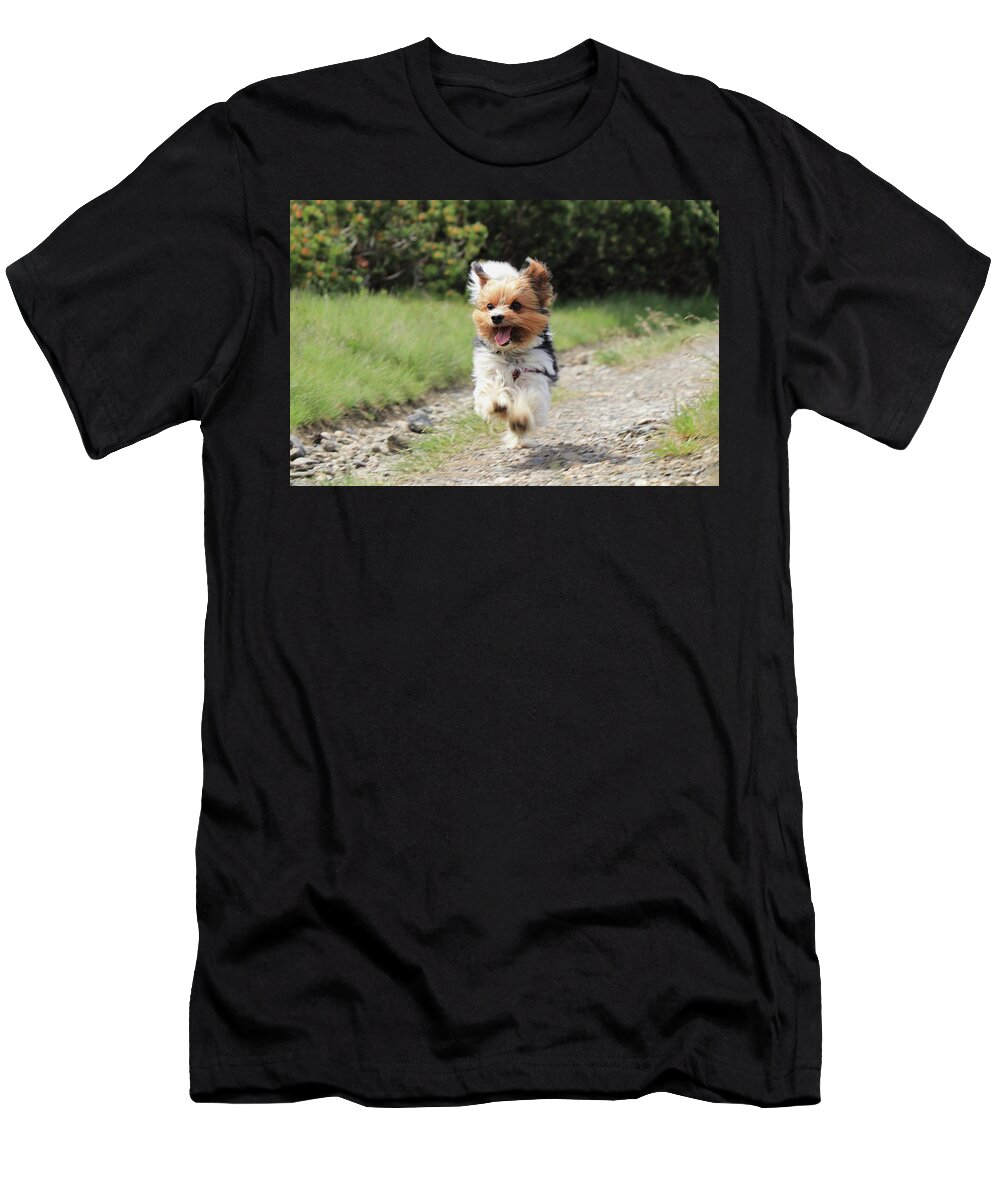 Biewer Yorkshire Terrier T-Shirt featuring the photograph Biewer Terrier in run position with tongue out by Vaclav Sonnek