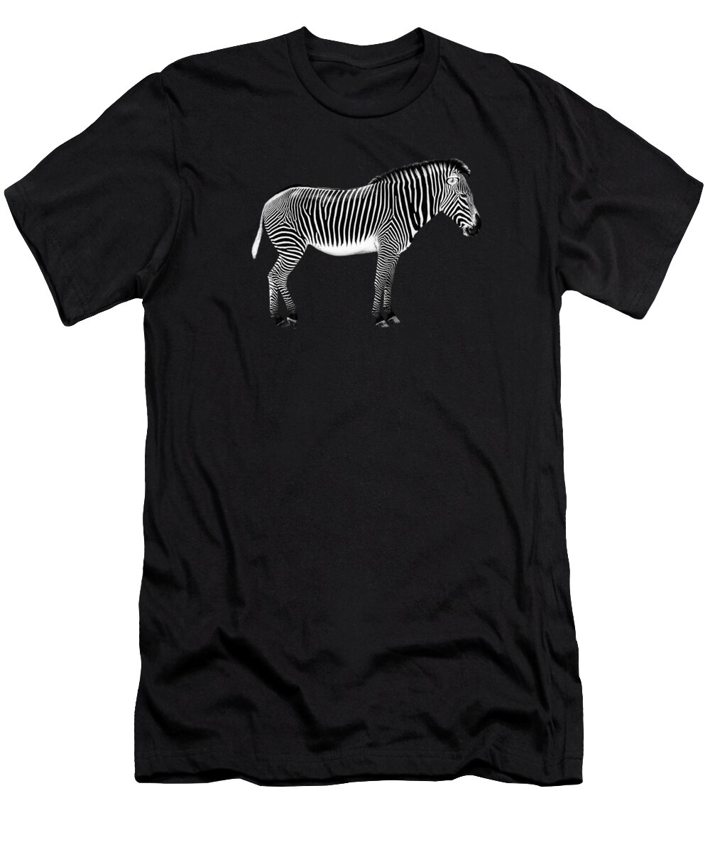 Zebra T-Shirt featuring the photograph Zebra on black background by Delphimages Photo Creations