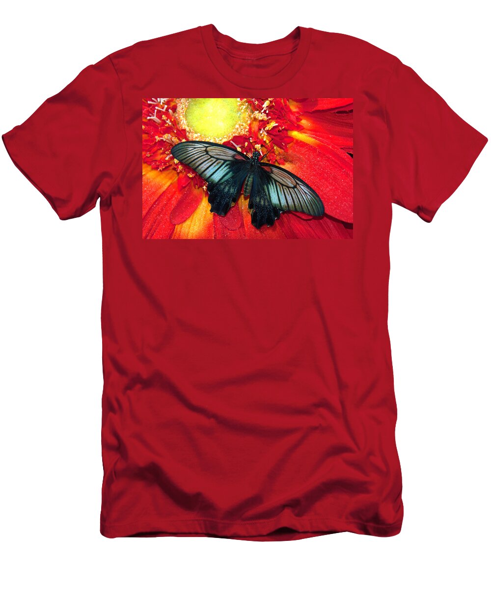 Butterfly; Flower; Mormon Butterfly; Butterfly Wonderland; Scottsdale T-Shirt featuring the photograph Mormon Butterfly #1 by Tam Ryan