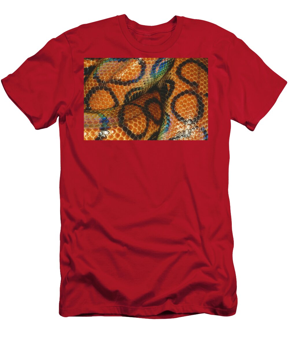 Animal T-Shirt featuring the photograph Coils Of A Brazilian Rainbow Boa by Gregory G. Dimijian