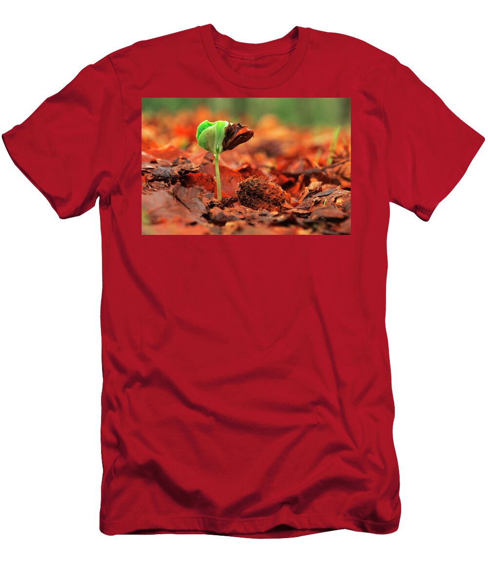 00282954 T-Shirt featuring the photograph European Beech Seedling by Flip De Nooyer