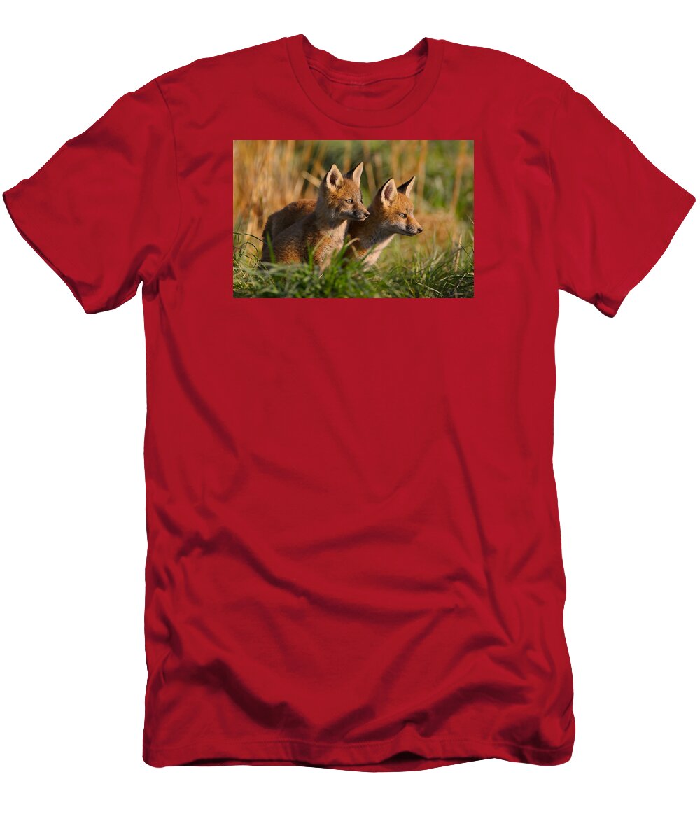 Fox T-Shirt featuring the photograph Fox Cubs at Sunrise by William Jobes