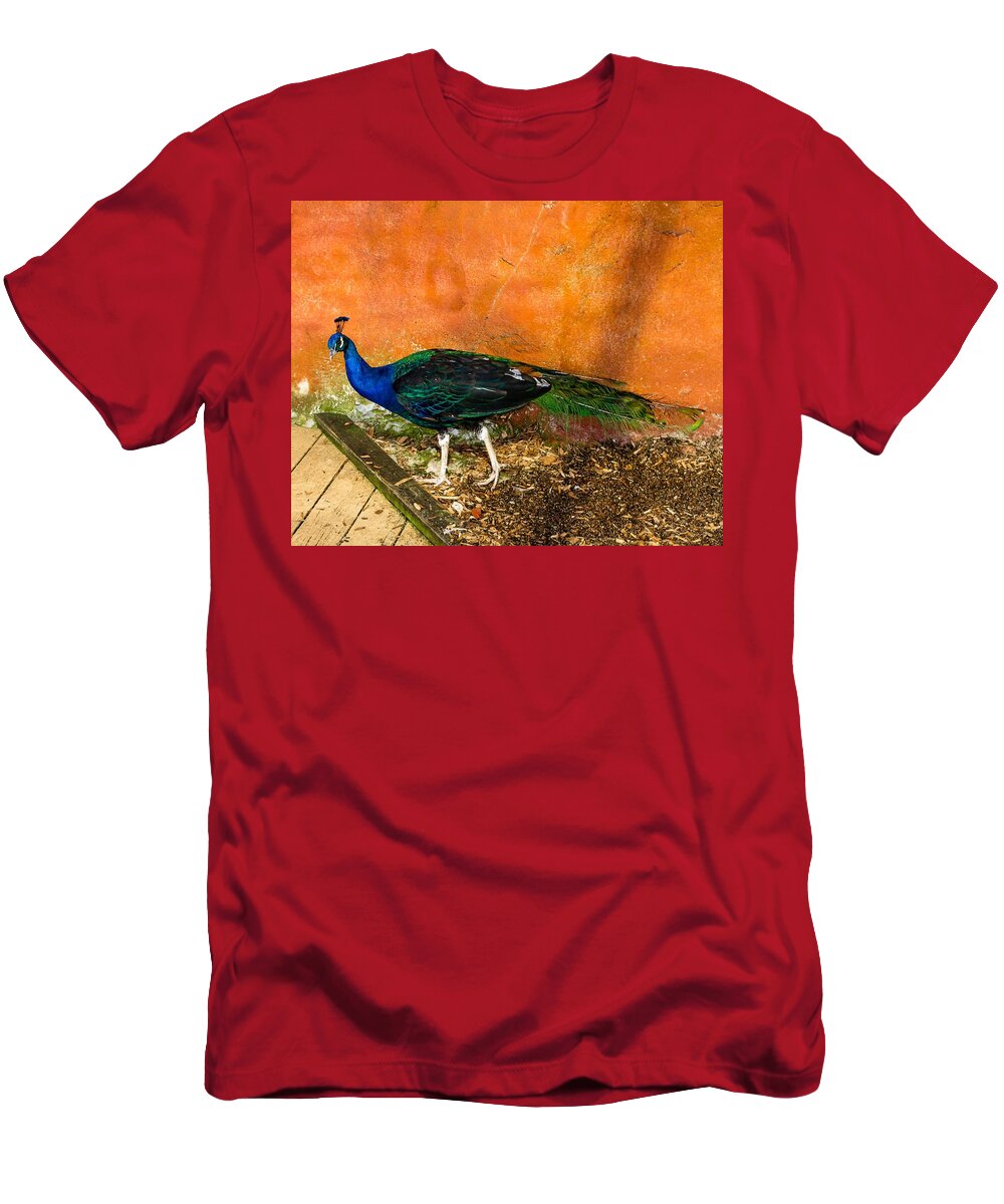 Peacock T-Shirt featuring the photograph Going For A Walk by Robert L Jackson