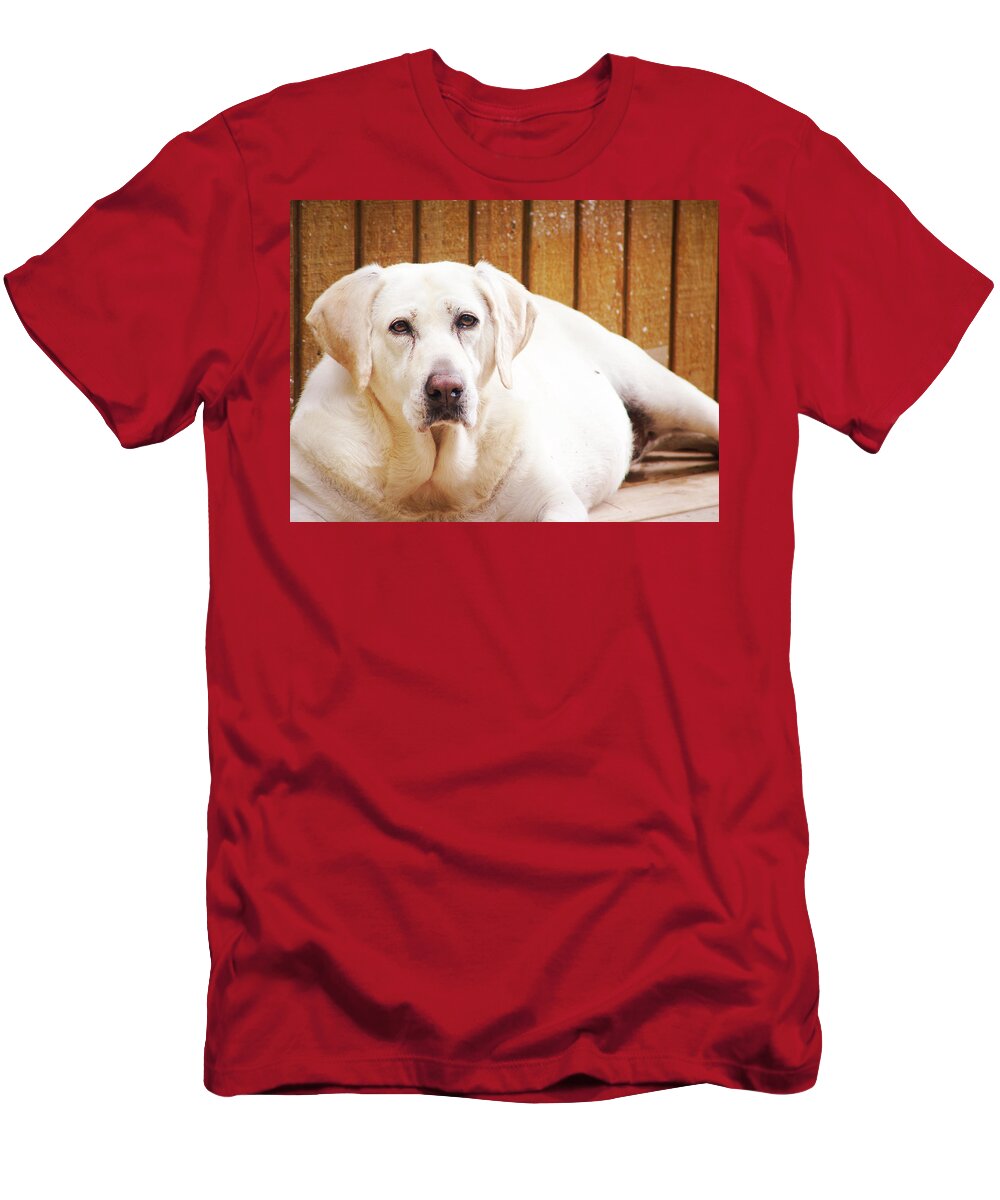 Animals T-Shirt featuring the photograph Old Faithful by Lisa Lambert-Shank