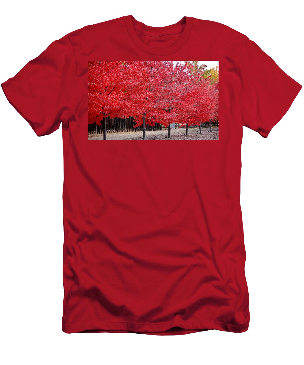 Red Leaves Leaf Tree Fall Colors Row Line Chico Ca T-Shirt featuring the photograph Red Tree Line by Holly Blunkall