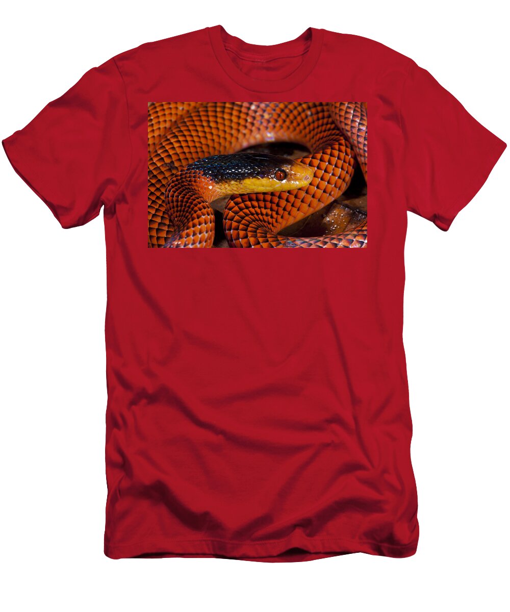 Feb0514 T-Shirt featuring the photograph Yellow-headed Calico Snake Yasuni by Pete Oxford