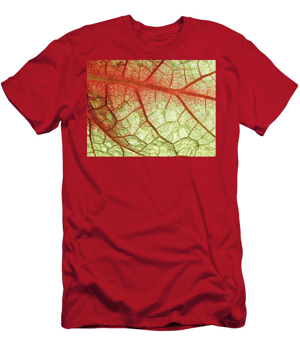 Leaf Veins T-Shirt featuring the photograph Blood Vein Leaf by Kim Galluzzo