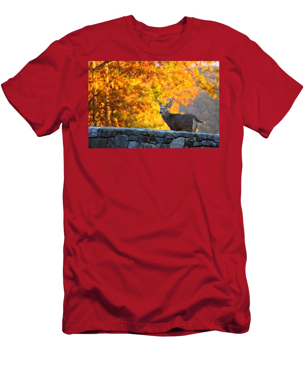 Metro T-Shirt featuring the photograph Buck in the Fall 07 by Metro DC Photography