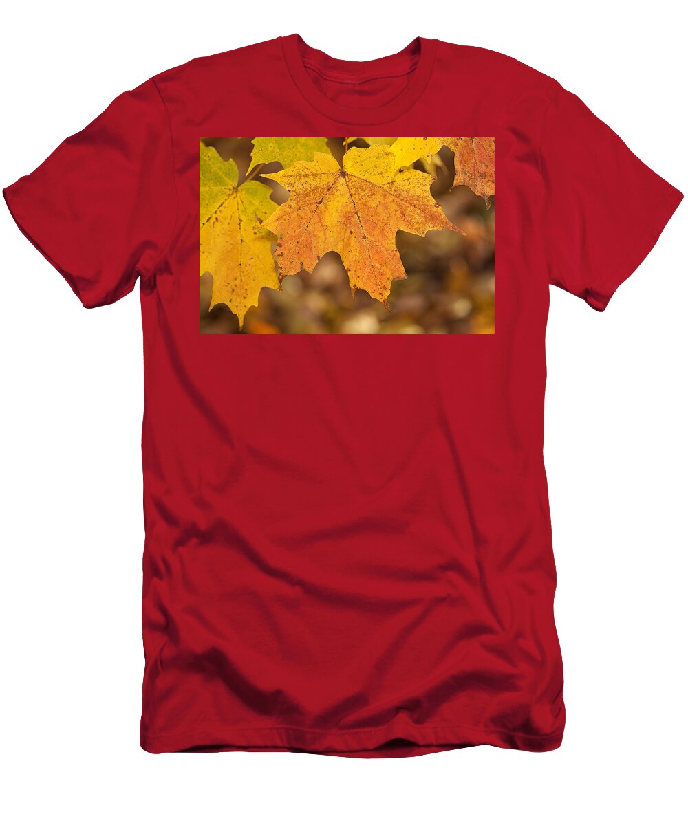 Leaves Yellow Autumn Fall Maple maple Leaf Canada Quebec Colours Yellow Orange T-Shirt featuring the photograph Yellow Leaves by Eunice Gibb