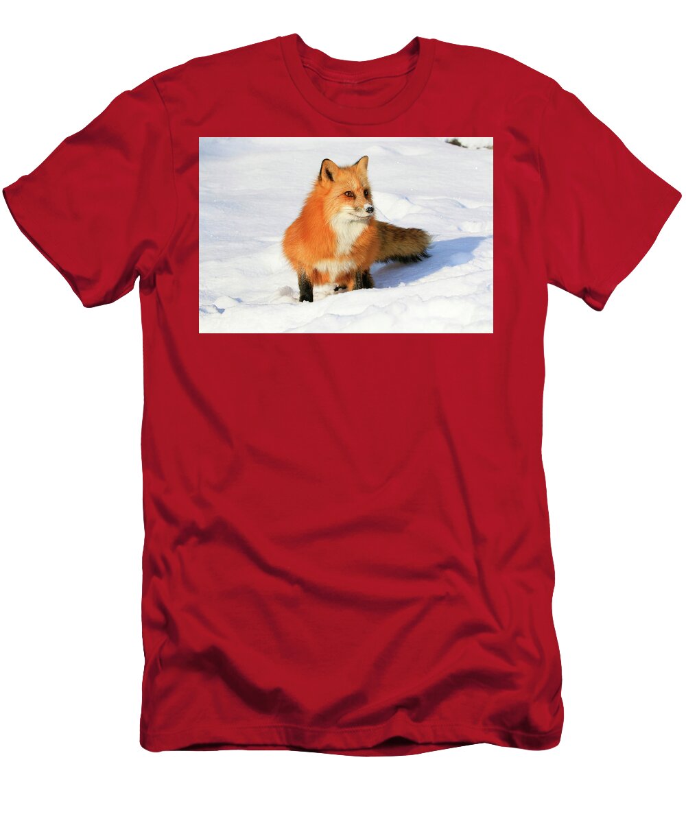 Red Fox T-Shirt featuring the photograph Red Fox #1 by Steve McKinzie