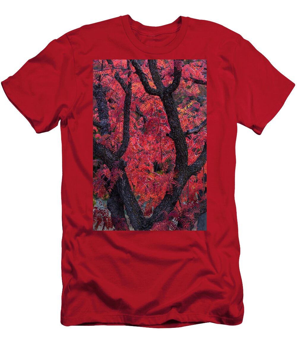 Autumn T-Shirt featuring the photograph Autumn by Peter Tellone