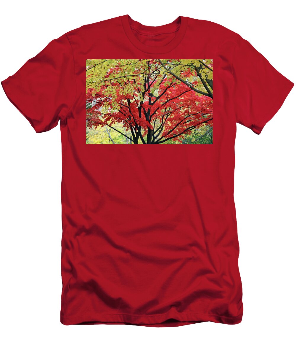  T-Shirt featuring the photograph Autumn Trees - 2 by Cora Wandel
