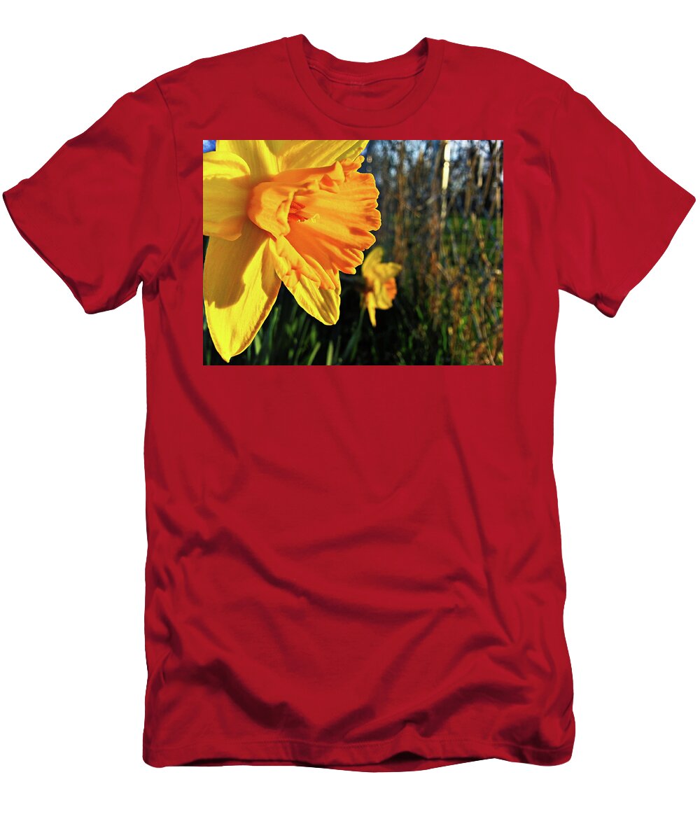 Daffodil T-Shirt featuring the photograph Daffodil Evening by Robert Knight