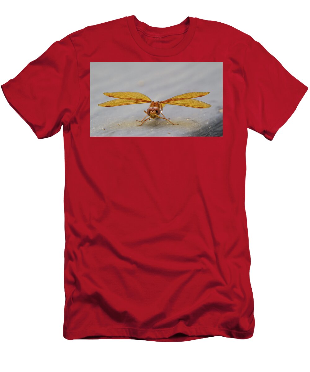 Insect T-Shirt featuring the photograph Dragon Fly Hanging Around by Darryl Hendricks