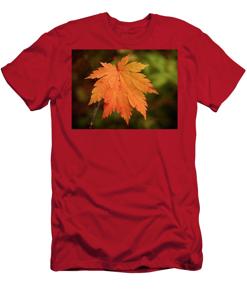 Leaf T-Shirt featuring the photograph Fall Maple Leaf - 365-231 by Inge Riis McDonald