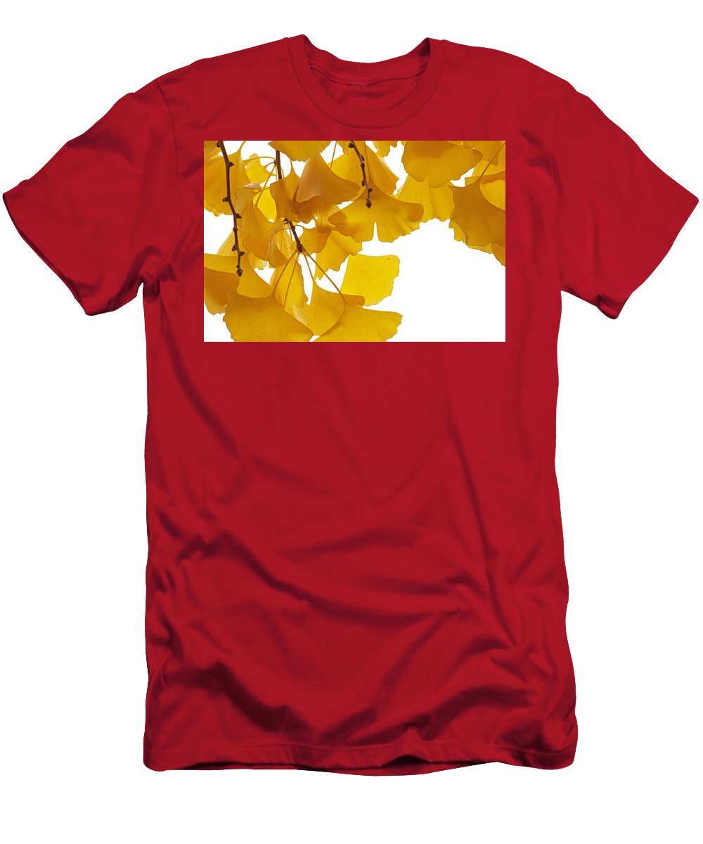 Fn T-Shirt featuring the photograph Ginkgo Ginkgo Biloba Leaves In Autumn by Aad Schenk