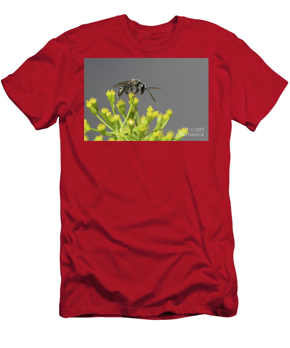 Animal T-Shirt featuring the photograph Halictid bee - Lasioglossum discum by Jivko Nakev