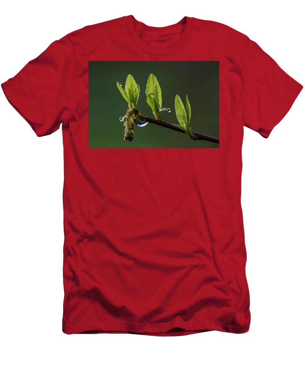 Astoria T-Shirt featuring the photograph Herald of Spring by Robert Potts