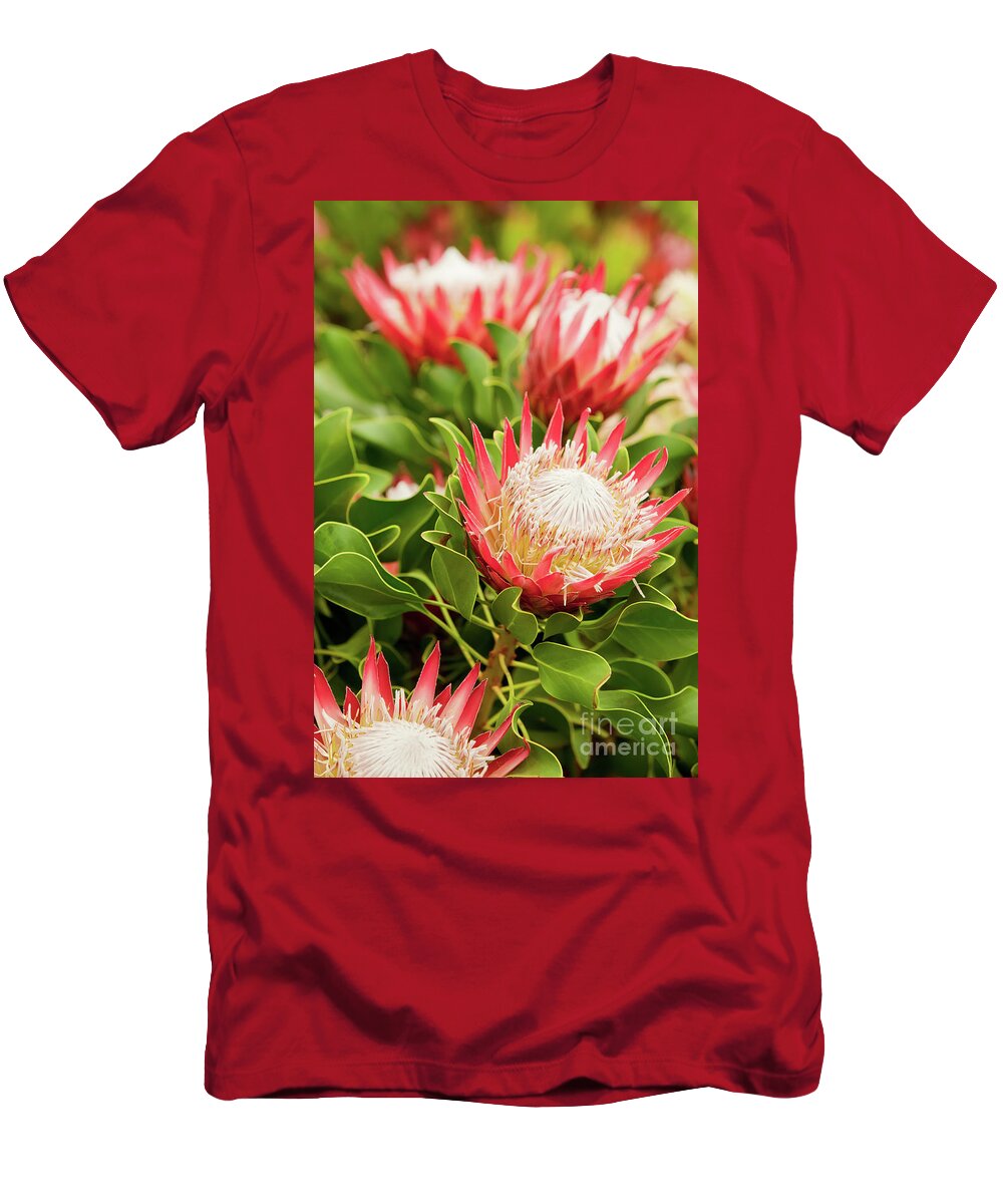 King Protea T-Shirt featuring the photograph King Protea flowers by Simon Bratt
