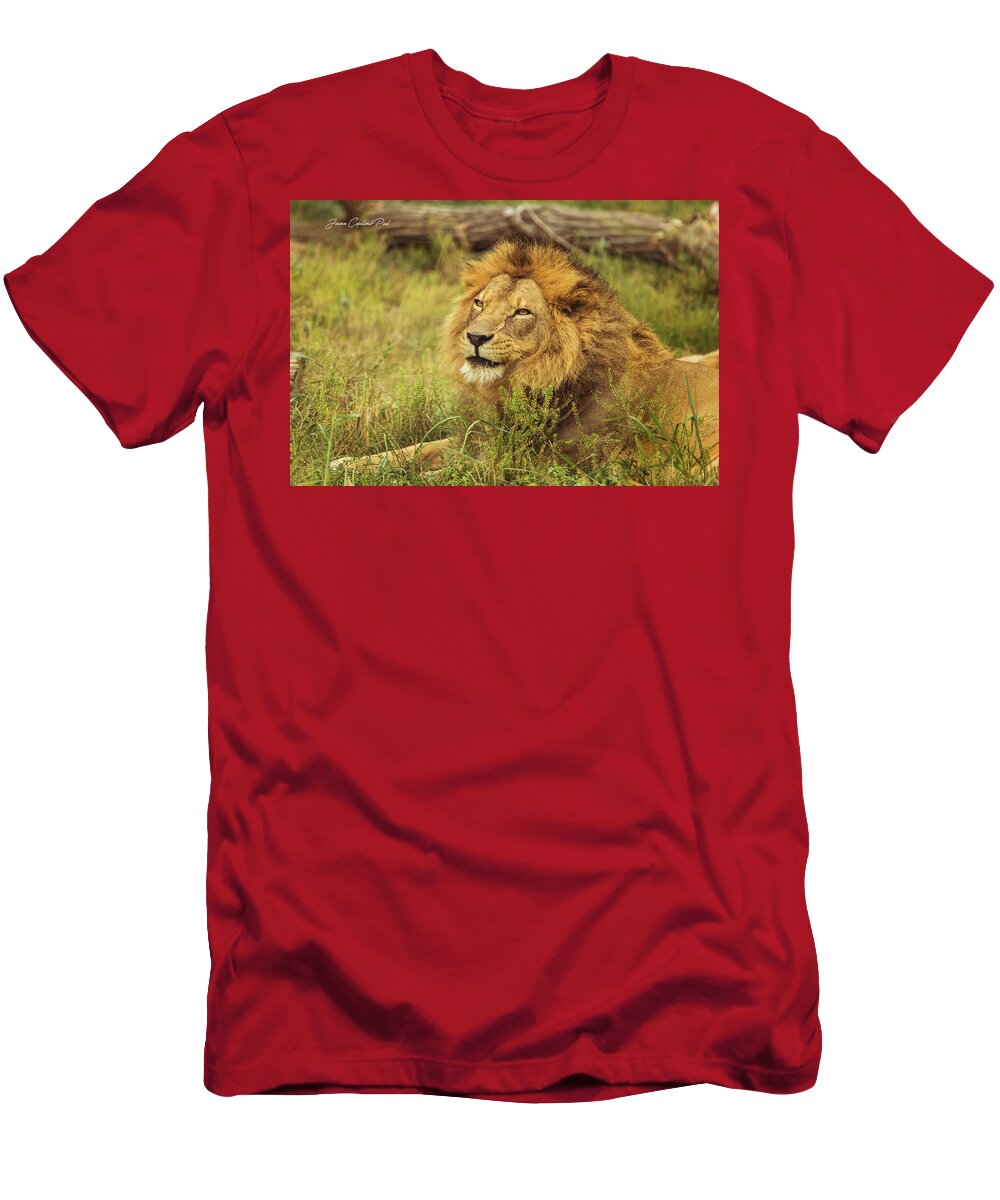 African T-Shirt featuring the photograph African Lion Portrait by Joann Copeland-Paul