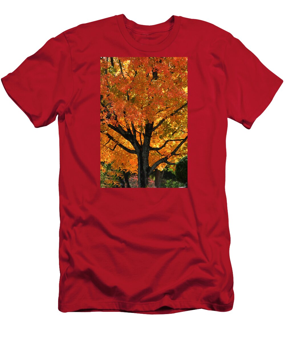 Maple Hill Cemetary T-Shirt featuring the photograph Maple Hill Maple in Autumn by Lesa Fine