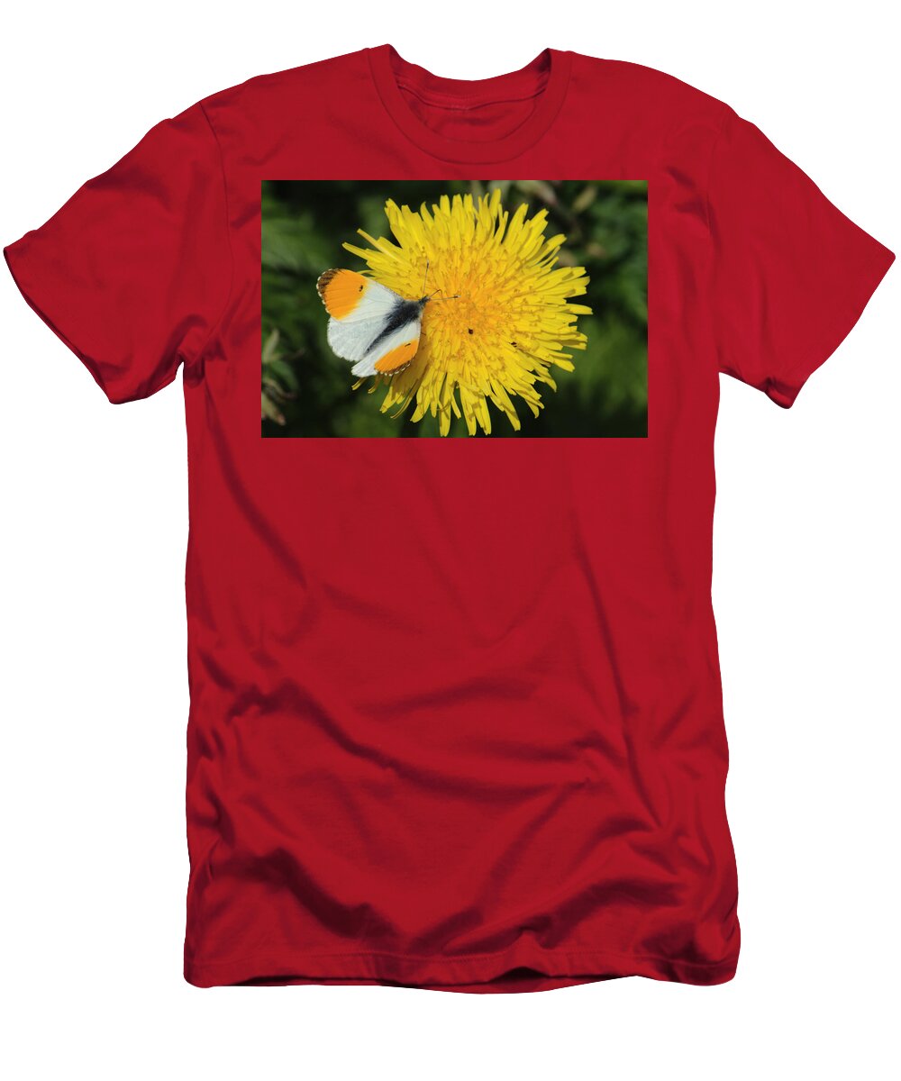 Butterfly T-Shirt featuring the photograph Orange Tip On Dandelion by Adrian Wale