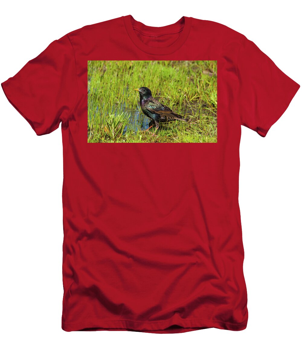 Starling T-Shirt featuring the photograph Starling by Karol Livote