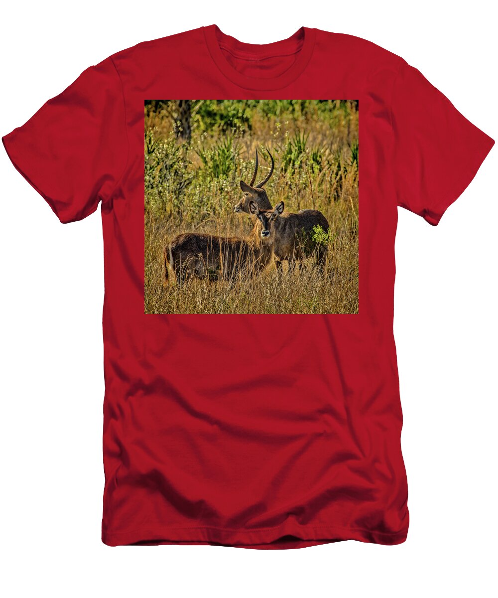 Okeechobee T-Shirt featuring the photograph Waterbuck Buck and Doe by Richard Goldman