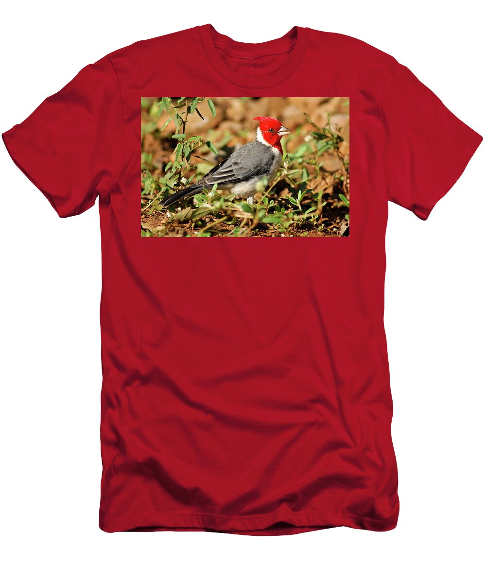 Estock T-Shirt featuring the digital art Red-crested Cardinal #1 by Heeb Photos