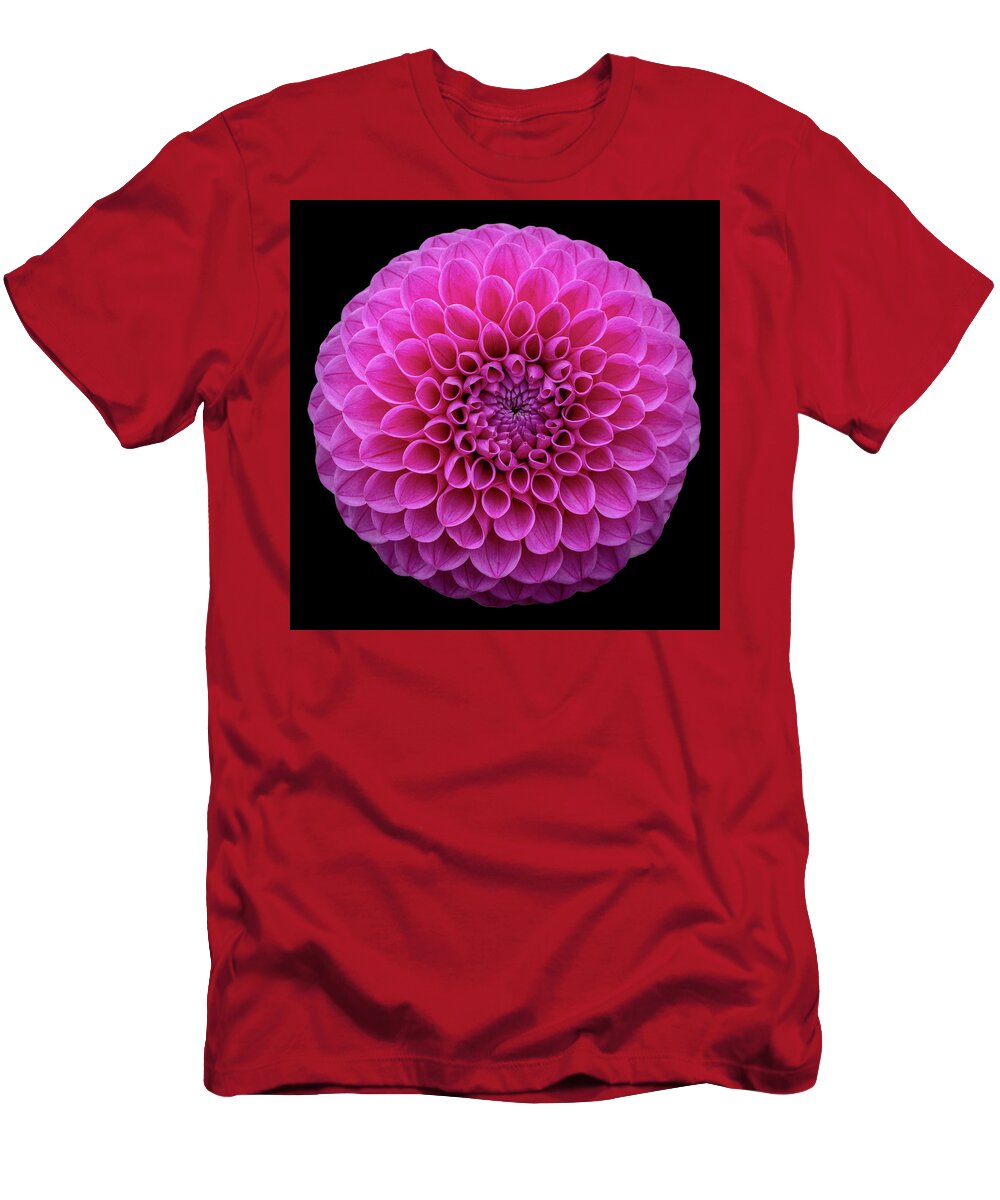 105mm T-Shirt featuring the photograph Dahlia Study in Pink by Laura Macky
