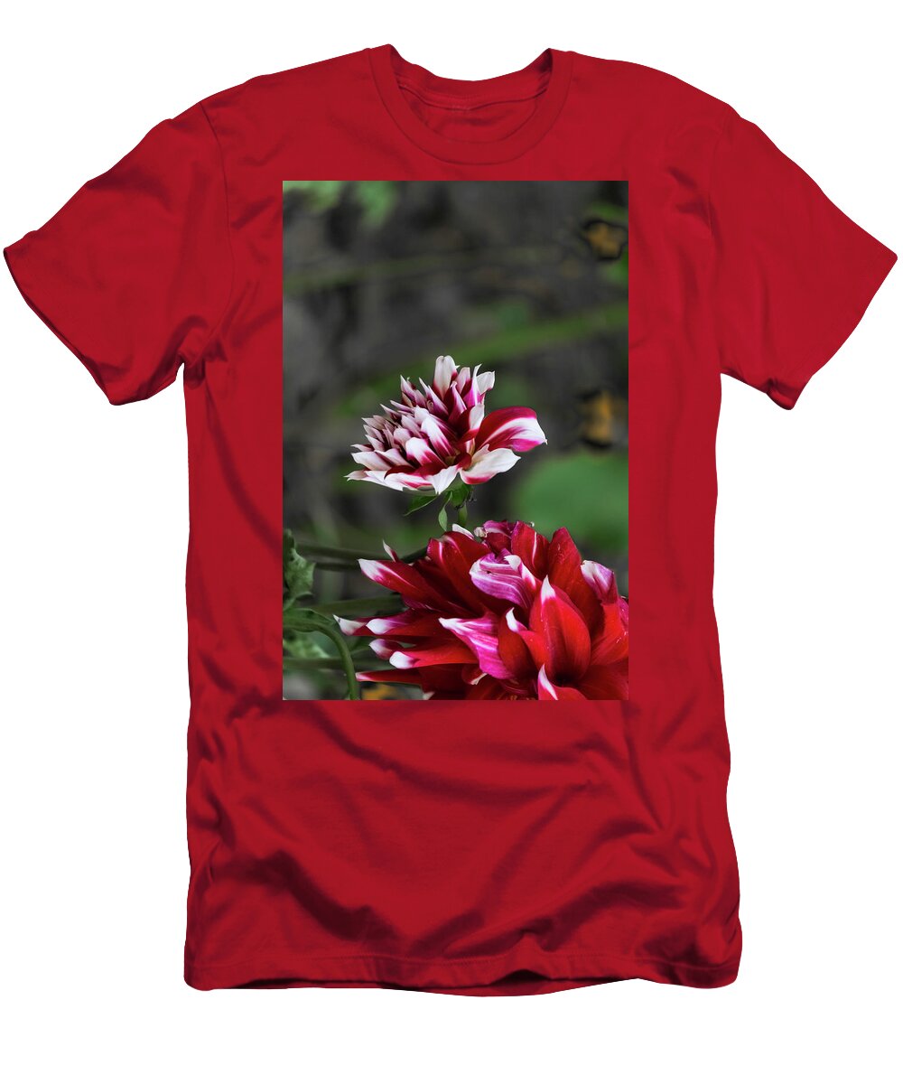 Outdoors T-Shirt featuring the photograph Dancing Dahlia by Silvia Marcoschamer