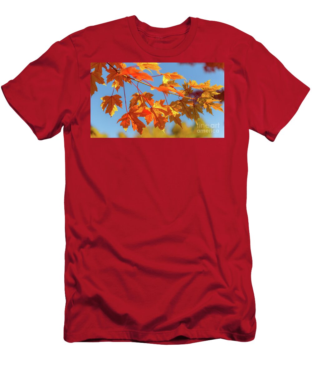 Love T-Shirt featuring the photograph Fall Foliage by Dheeraj Mutha