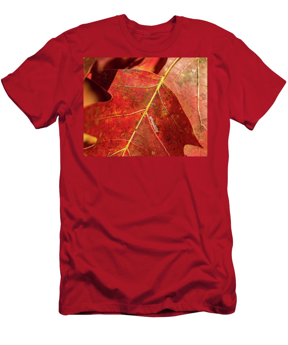 Fall T-Shirt featuring the photograph Nature Photography - Fall Leaves by Amelia Pearn