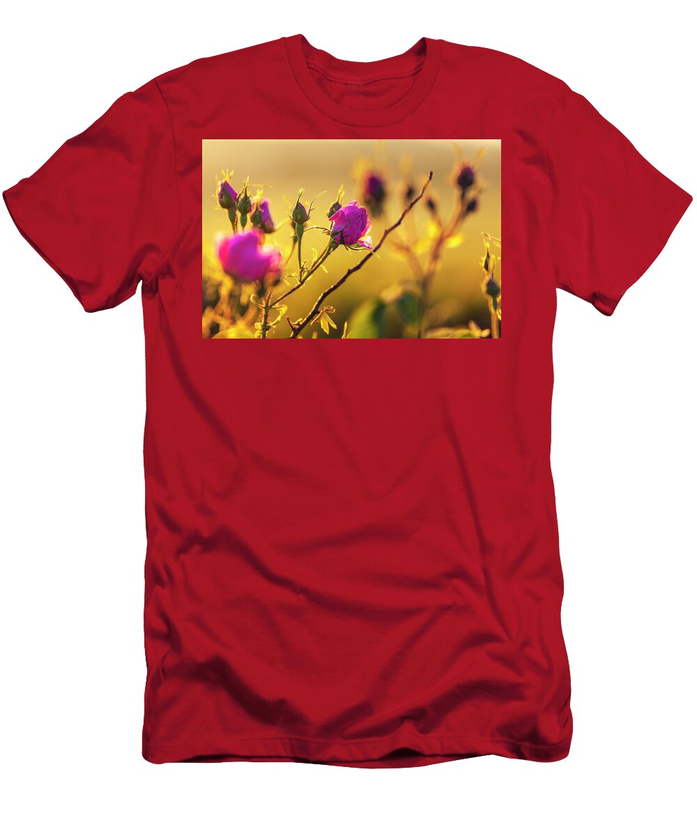 Bulgaria T-Shirt featuring the photograph Roses In Gold by Evgeni Dinev