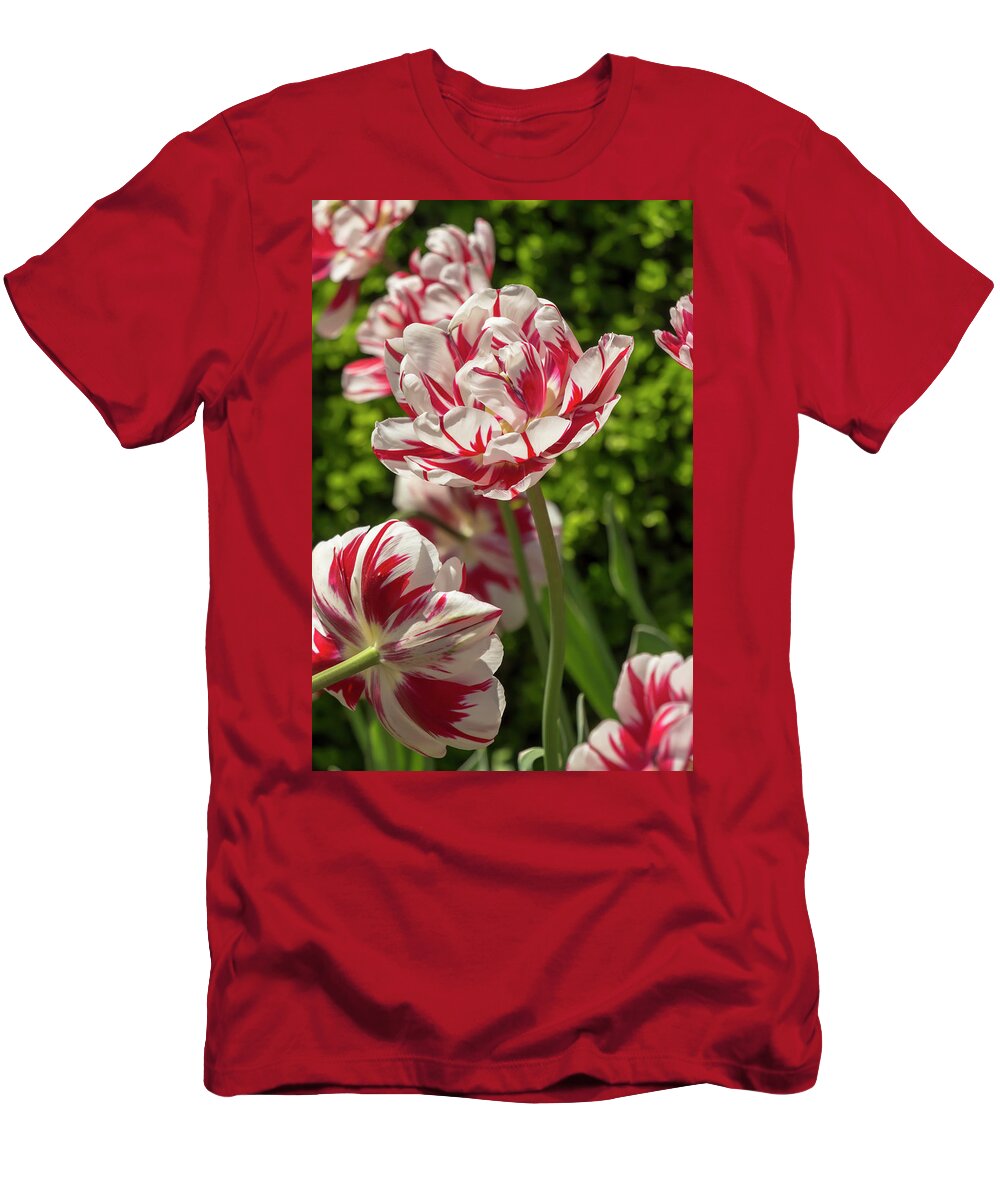 Tulip T-Shirt featuring the photograph Tulip Carnival de Nice by Dawn Cavalieri
