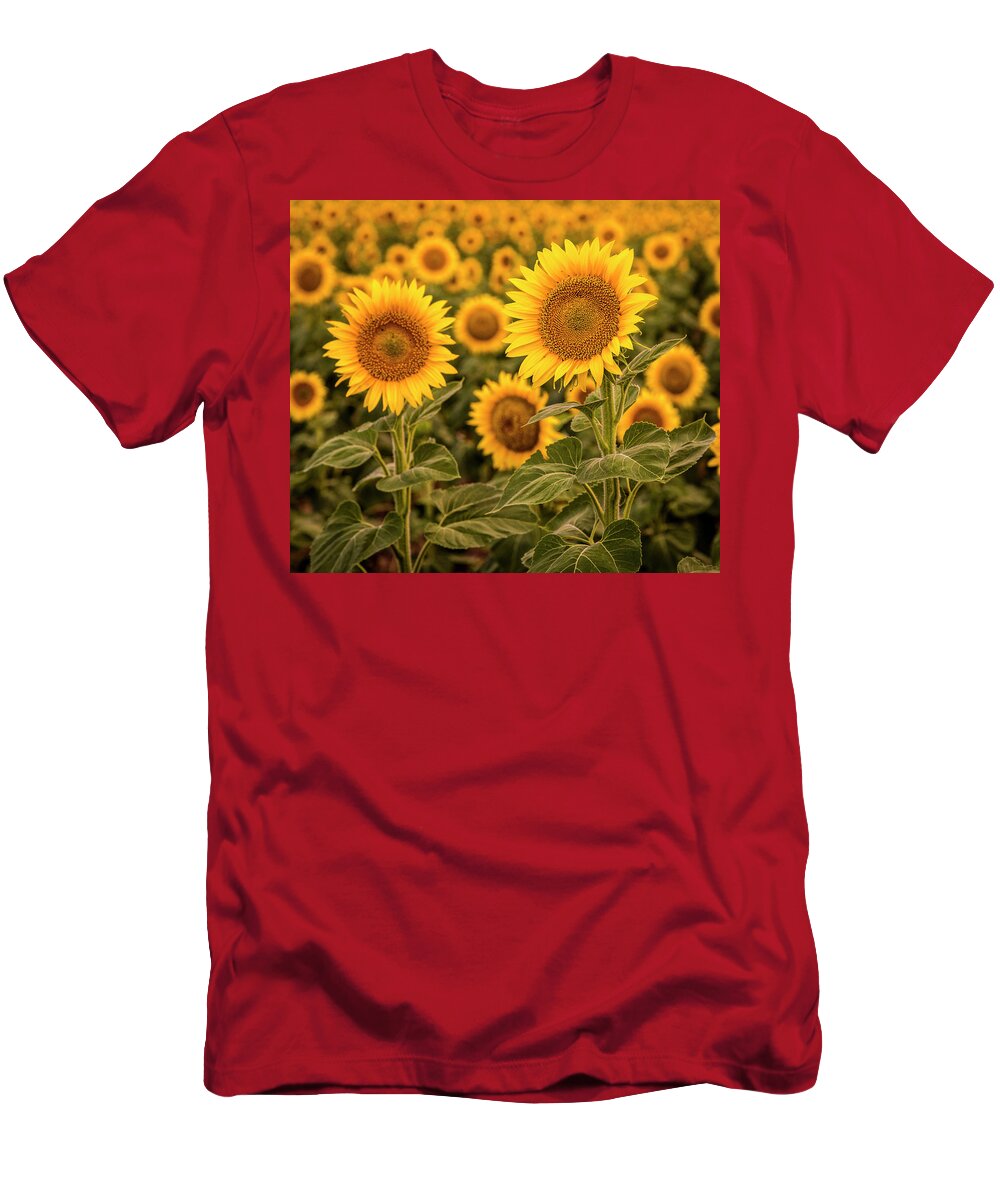 Colorado T-Shirt featuring the photograph Yellow Sunflowers in Large Field by Teri Virbickis