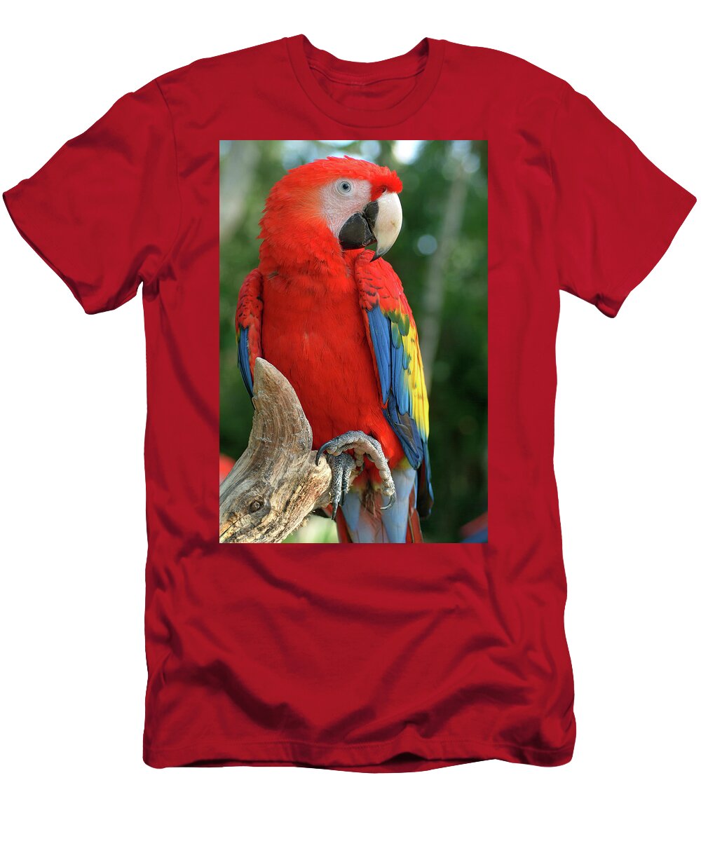 Scarlet Macaw T-Shirt featuring the photograph Colors of the Rainbow by Melissa Southern