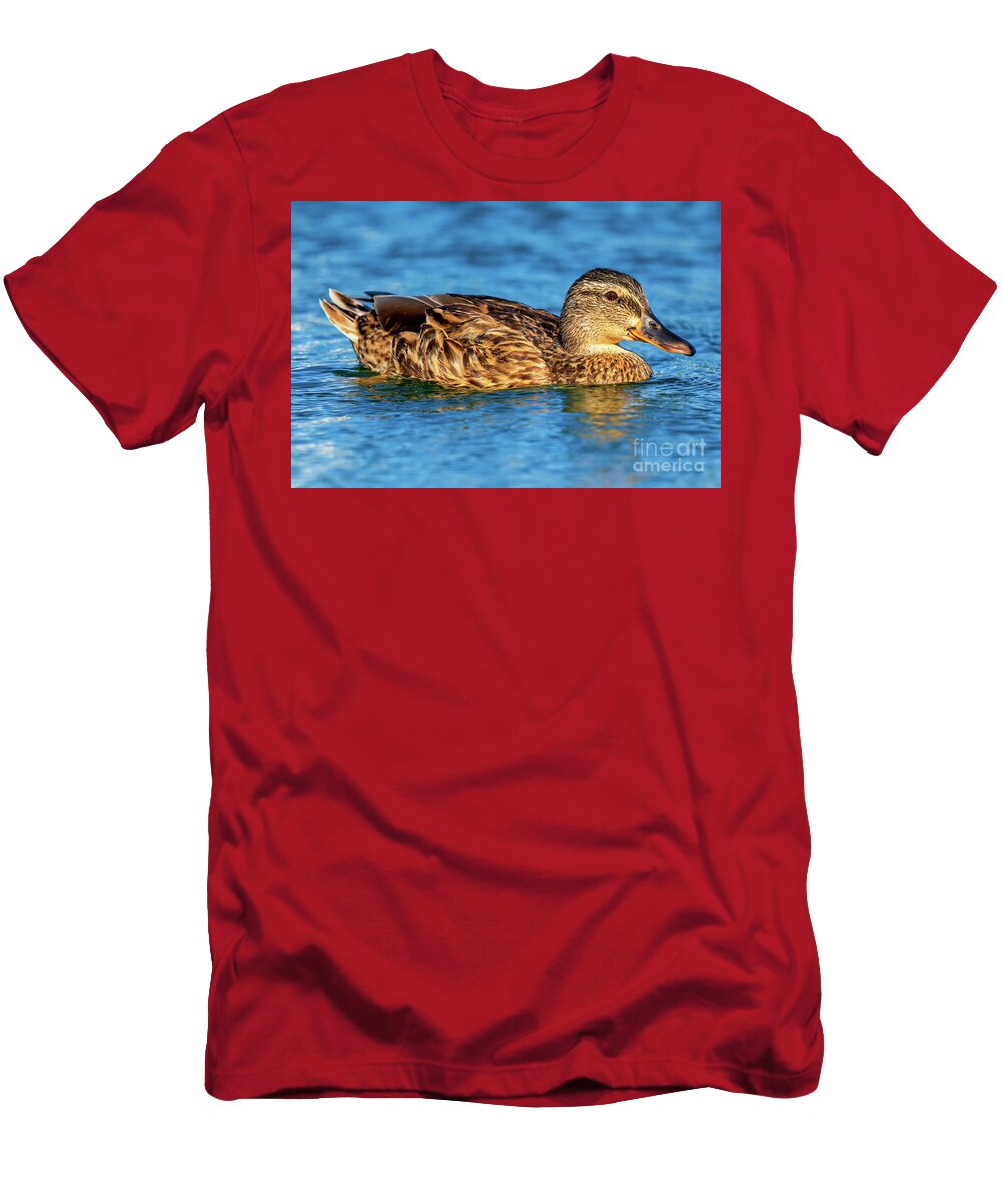 Standing T-Shirt featuring the photograph Mallard Anas platyrhynchos Costa Ballena Cadiz #7 by Pablo Avanzini