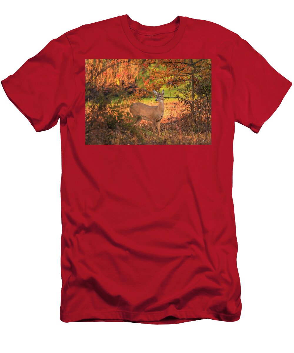 Autumn Deer In Ohio T-Shirt featuring the photograph Autumn Deer In Ohio by Dan Sproul