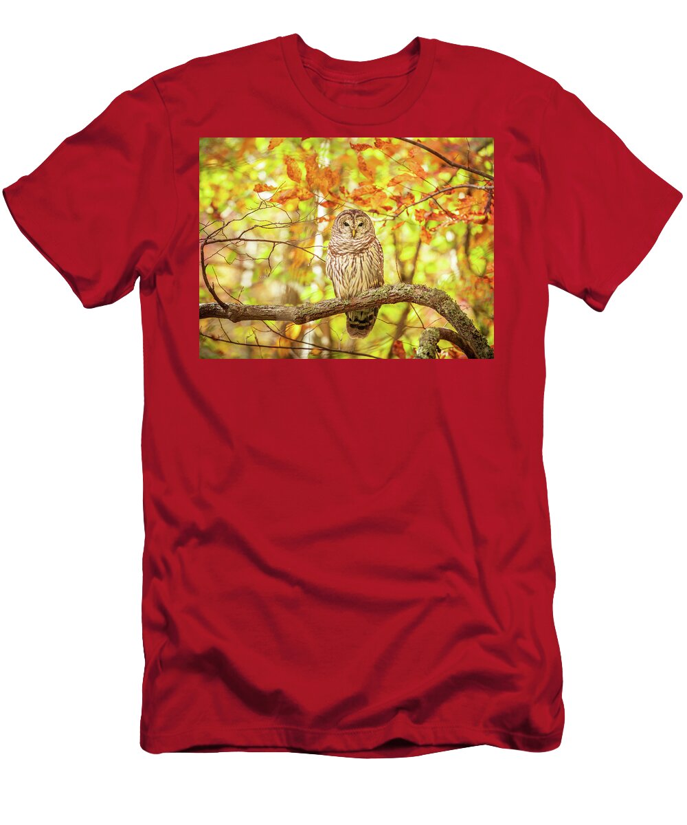 Barred Owl T-Shirt featuring the photograph Barred Owl In Autumn Natchez Trace MS by Jordan Hill