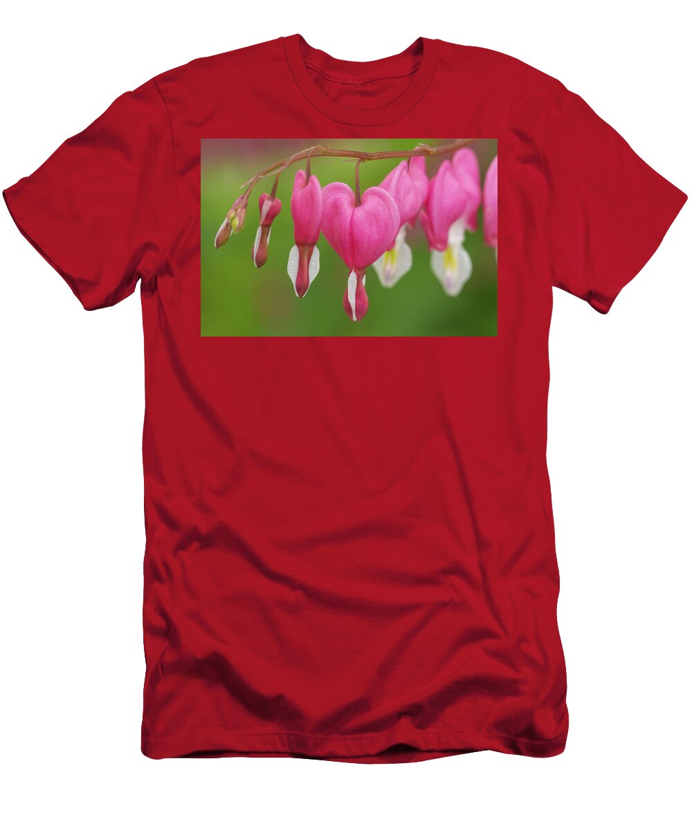 Bleeding Hearts Flower T-Shirt featuring the photograph Bleeding Hearts by David Morehead
