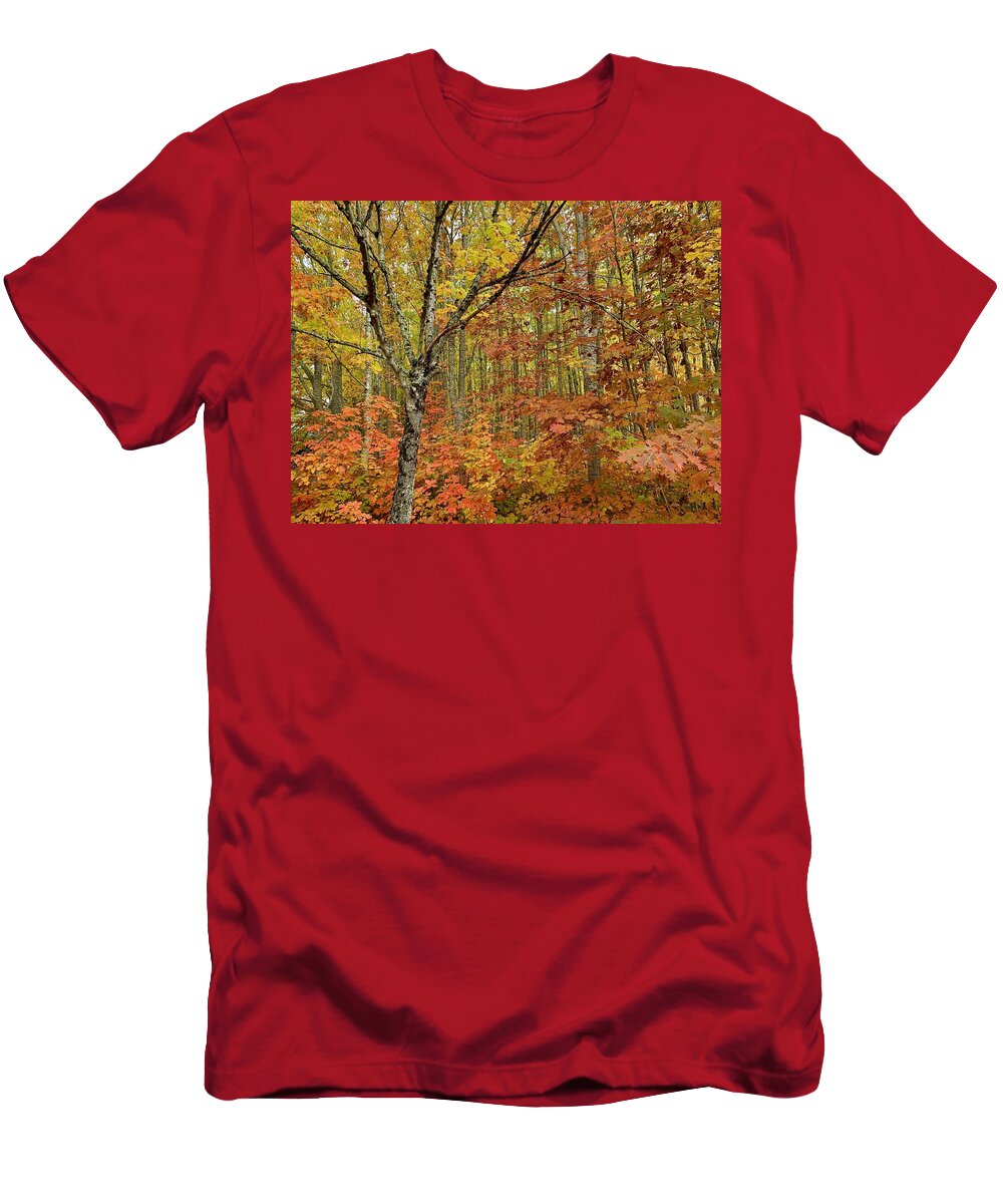 Forest T-Shirt featuring the photograph Fall Forest by Brian Eberly