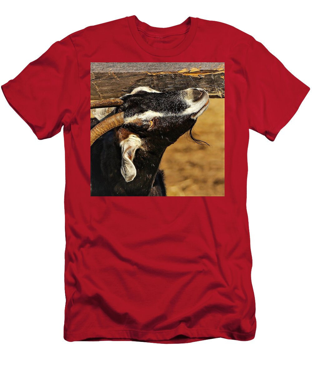 Goat Horns Fence Wood Close T-Shirt featuring the photograph Goat by John Linnemeyer