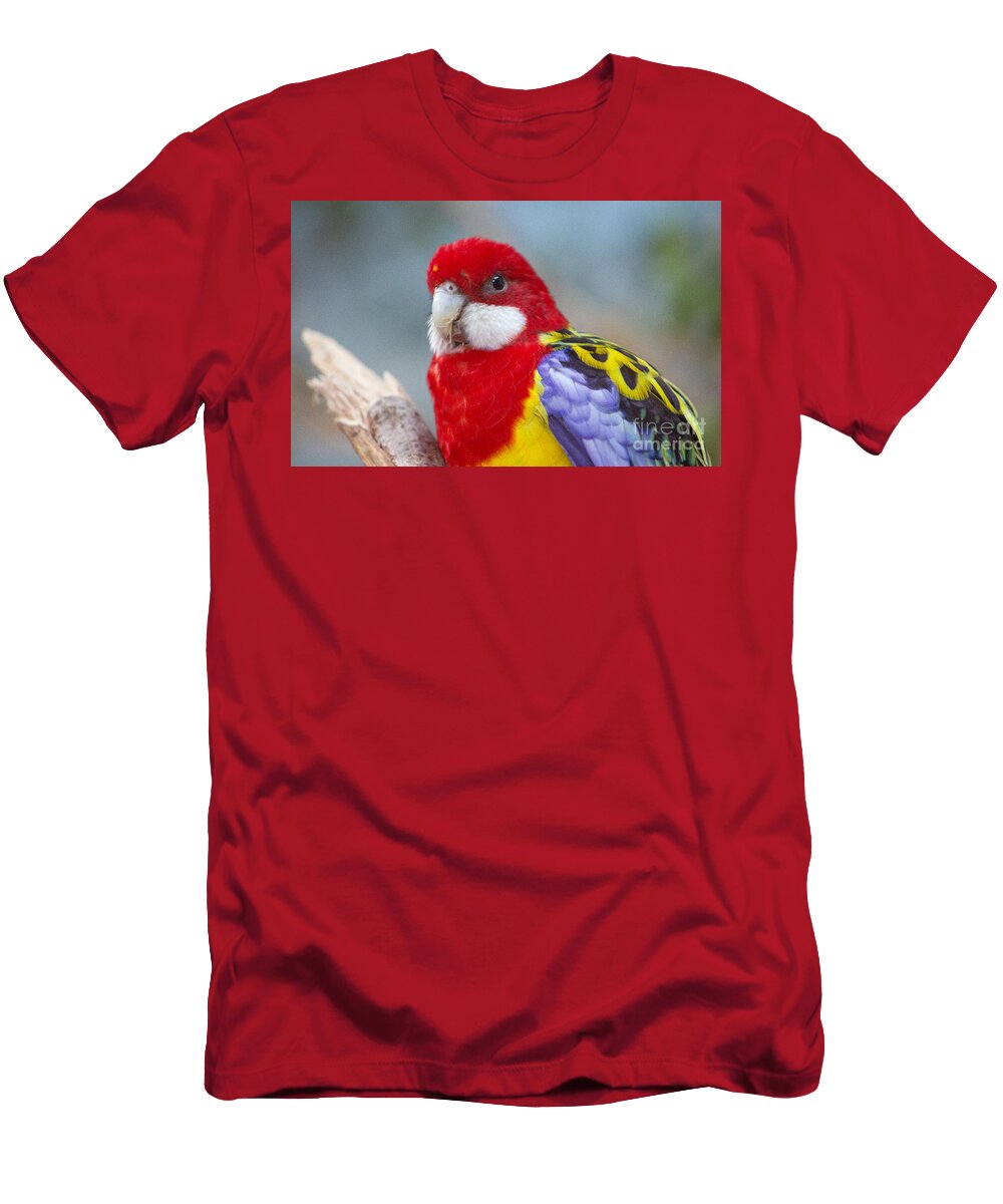 Eastern Rosella Parrot T-Shirt featuring the photograph Peering Parrot by Sea Change Vibes