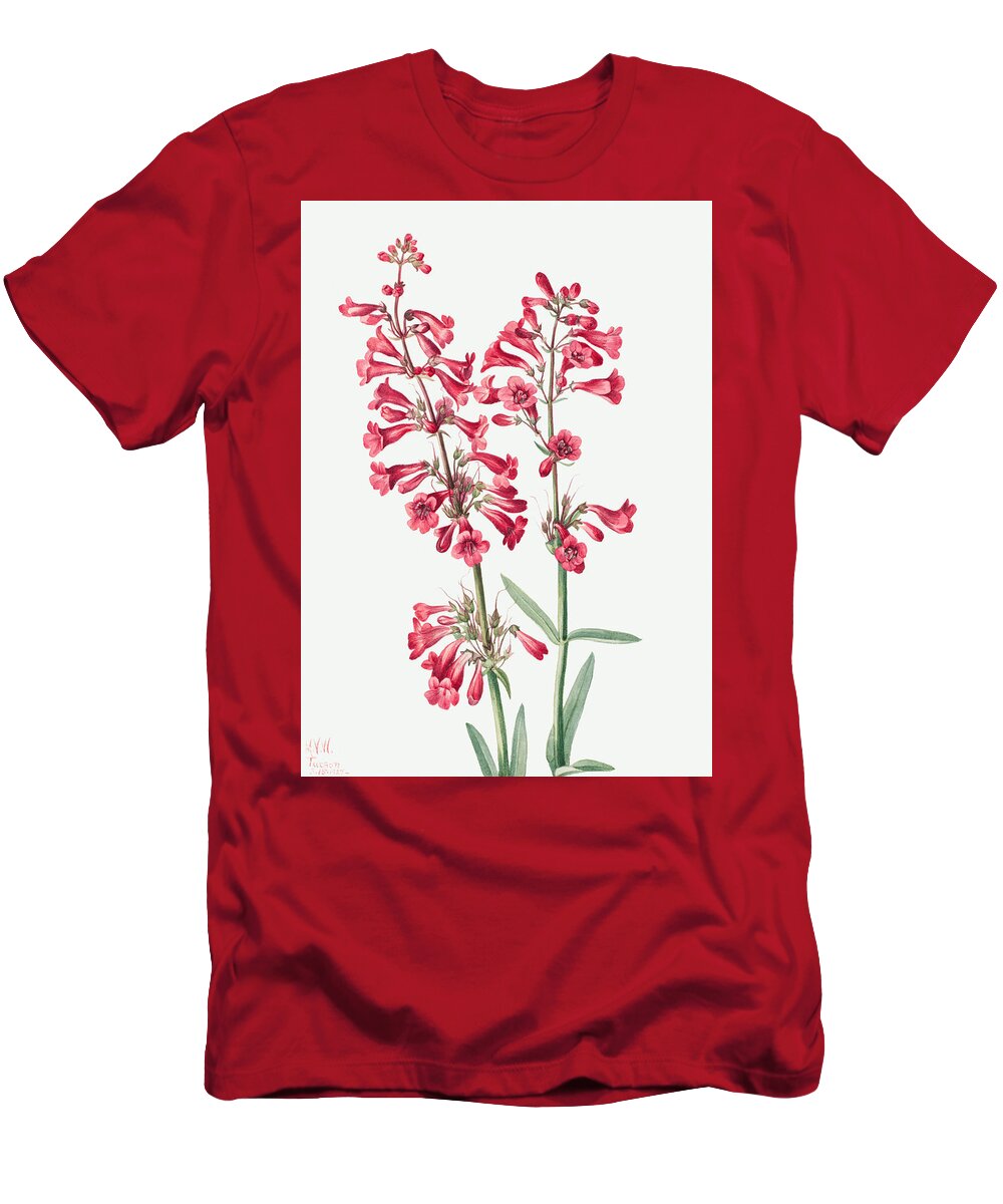 Parry's Penstemon T-Shirt featuring the painting Parry's Penstemon Flowers. ByMary Vaux Walcott by World Art Collective