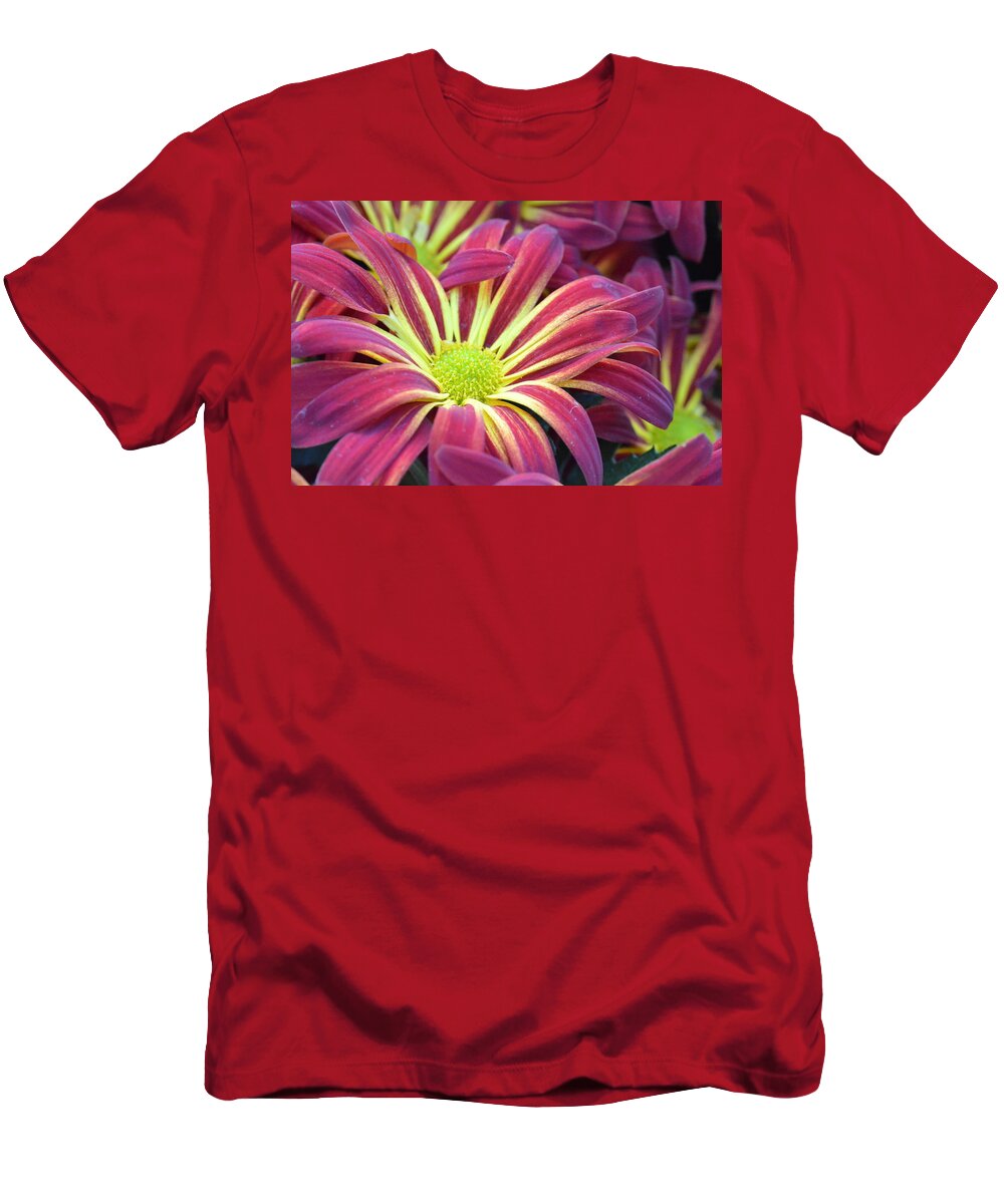 Daisy T-Shirt featuring the photograph Pink and Yellow Daisy 1 by Amy Fose